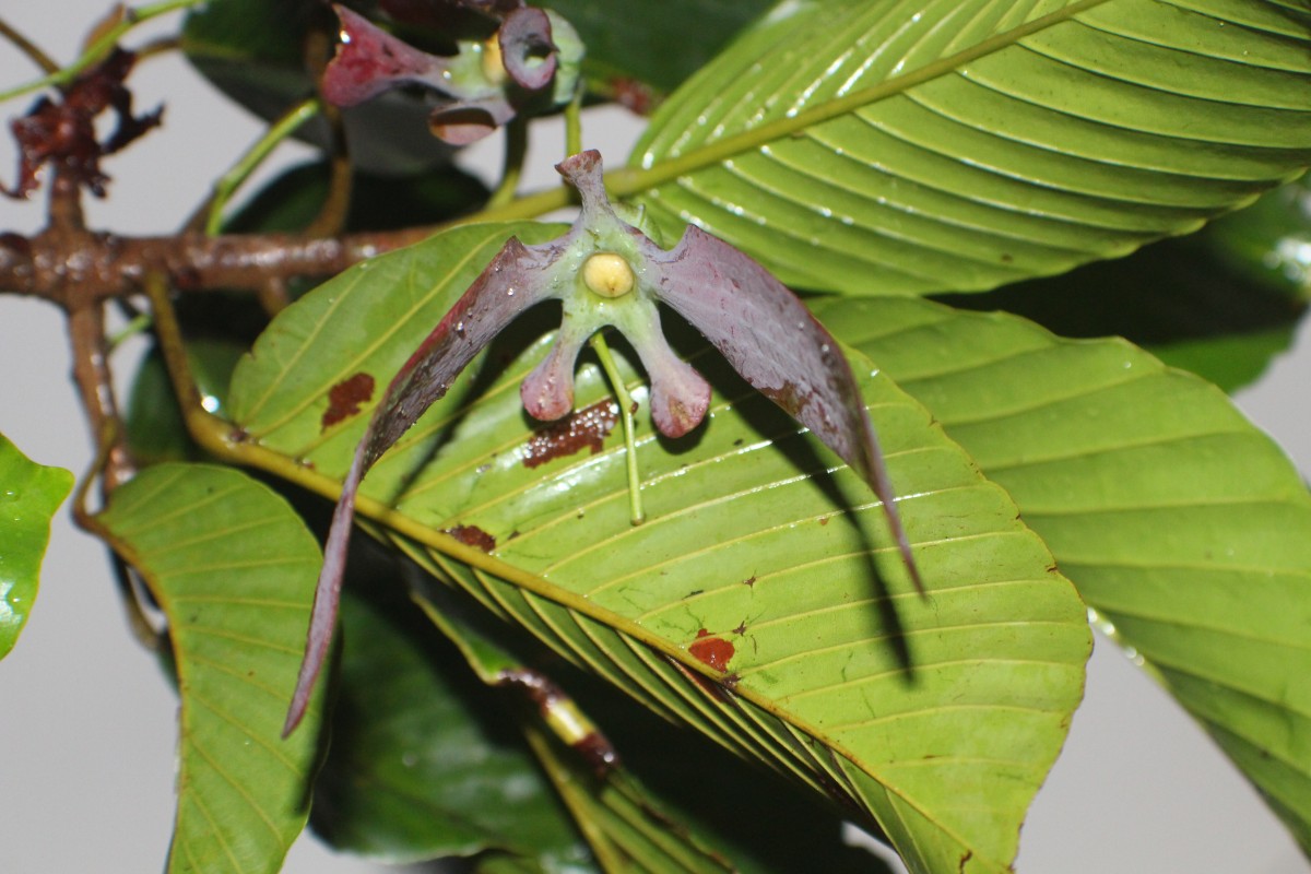 Dipterocarpus zeylanicus Thwaites